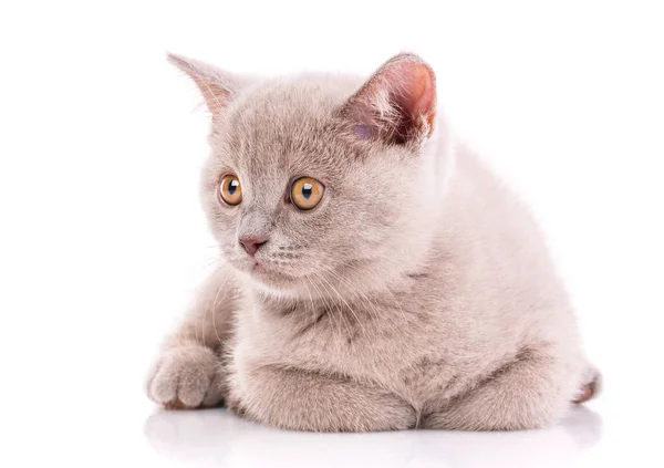 Gatinho escocês. Gatinho da cor do café. Isolado em um w — Fotografia de Stock