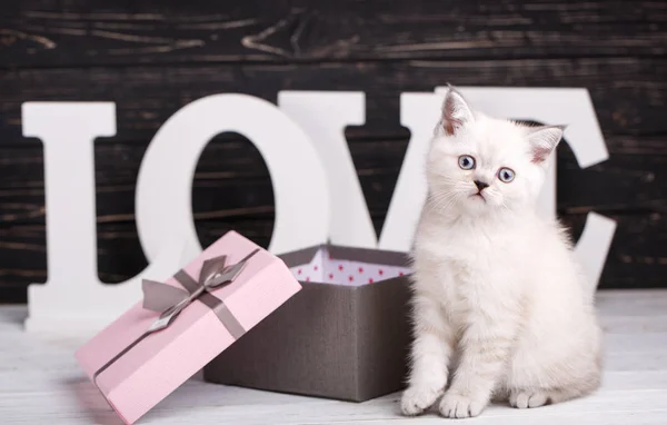 Schotse rechte kat crème kleur. Een speelse Kitty in de buurt van de doos. — Stockfoto