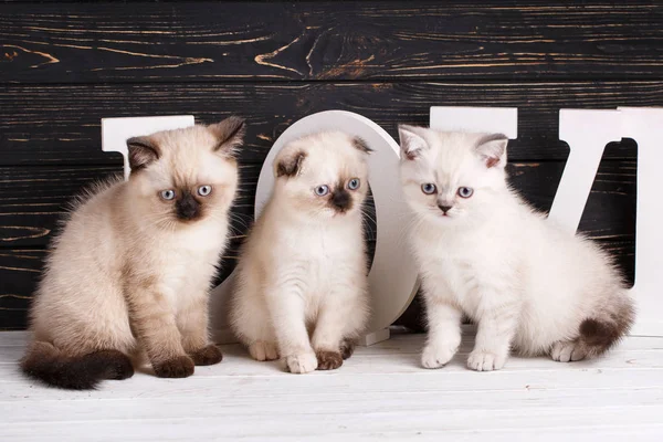 Chaton écossais droit et écossais sur un fond sombre — Photo