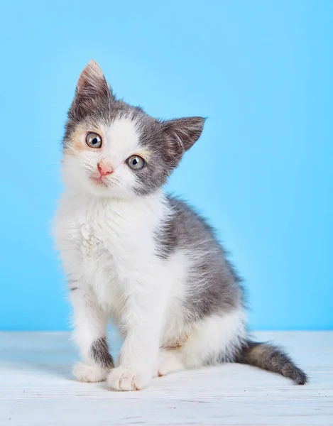 Het kitten keek naar de camera — Stockfoto