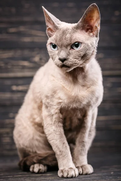 Kot rasy Devon-Rex — Zdjęcie stockowe