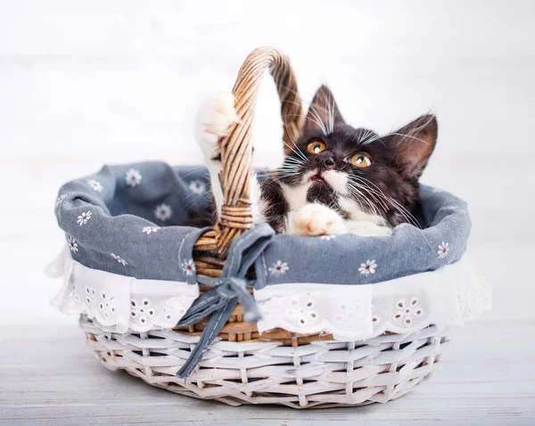 El gato está en el cajón. Gatito puso las patas en la cesta — Foto de Stock