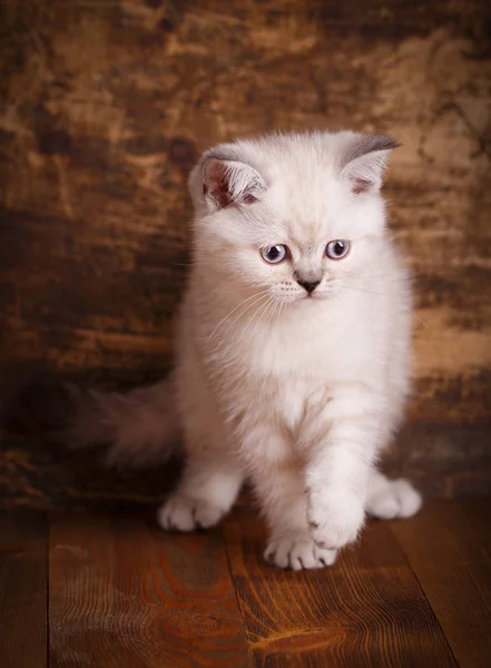 Escocês cor creme de gato reta. Gatinho fofo está jogando — Fotografia de Stock