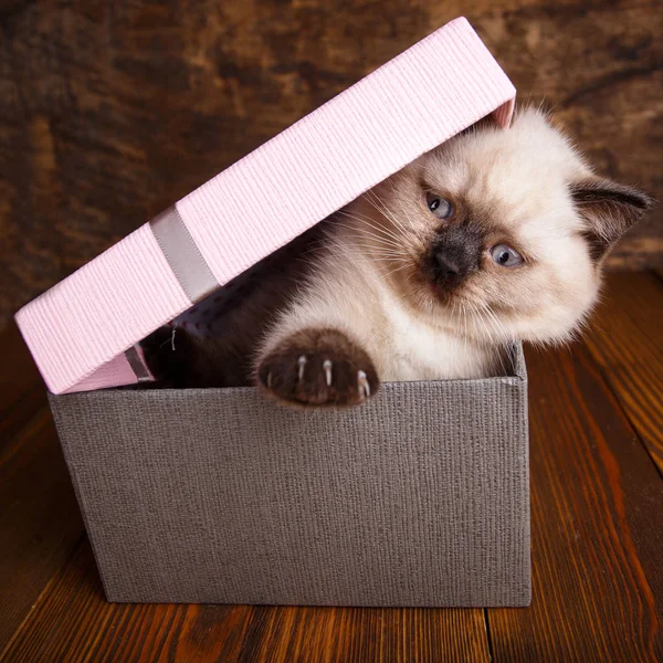 Scottish straight cat cream color. The cat opens a box with a pa