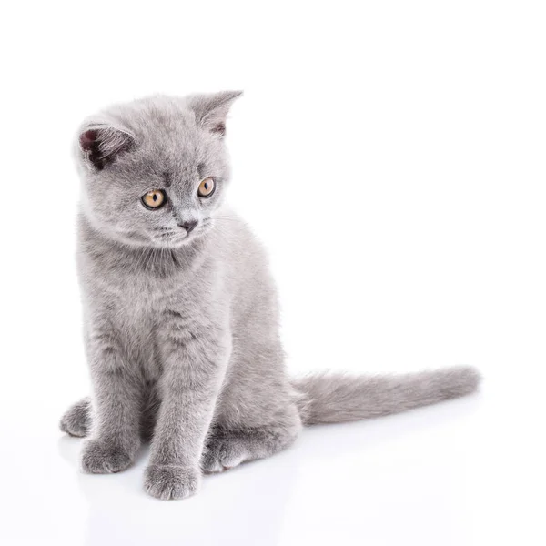Scottish straight kitten. Isolated on a white background. A cat — Stock Photo, Image