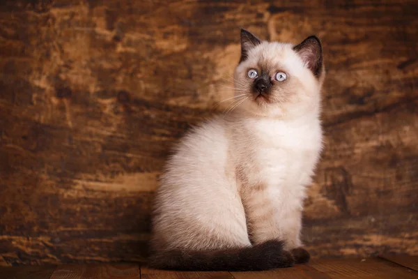 Σκωτσέζικη ευθεία κρέμα γάτας χρώμα. Σκωτσέζικο καθαρόαιμο γατάκι — Φωτογραφία Αρχείου