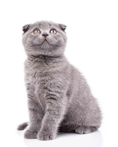 Schotse fold kitten geïsoleerd op een witte achtergrond. Purebred Ki — Stockfoto