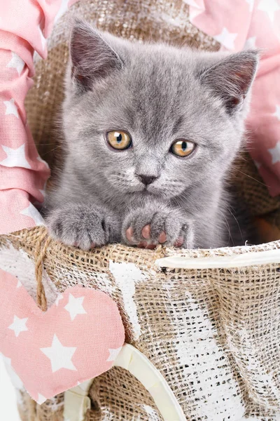 Schottisches Straight Kitten. graue Katze sitzt seitlich. lustig, pelzig k — Stockfoto