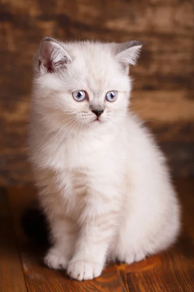 Schotse rechte kat crème kleur. Een kat zit — Stockfoto
