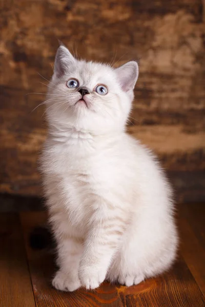 Σκωτσέζικη ευθεία κρέμα γάτας χρώμα. Το χνουδωτό λευκό γατάκι κοιτάζει — Φωτογραφία Αρχείου