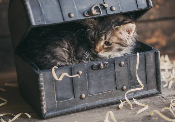 Fluffy kitten sitting in a chest — Stock Photo, Image