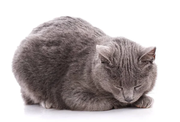 A sleeping gray cat on a white background. Royalty Free Stock Images
