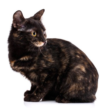 Kedi yavrusu başını geri çevirerek oturuyor.