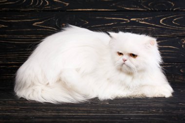 Tüylü bir kedi yavrusu uzanır ve sola bakar