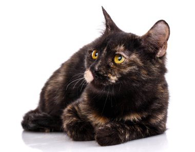 Kedi beyaz bir arka plan üzerinde yatıyor ve sola bakıyor