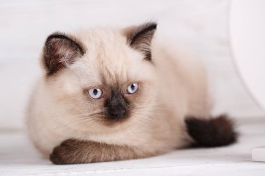 İskoç düz kedi krem irenk. Siyah burunlu komik kedi yavrusu 