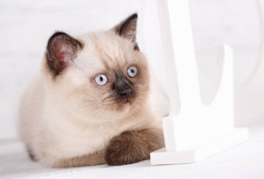 İskoç düz kedi krem irenk. İskoç safkan kedi yavrusu