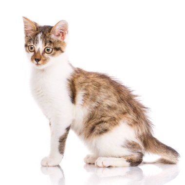 Kitty yana oturur ve sola bakar