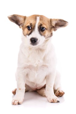 Köpek yavrusu arka ayakları üzerinde oturur ve sola bakar