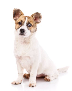 Beyaz bir arka plan üzerinde oturan yuvarlak kulakları olan bir köpek
