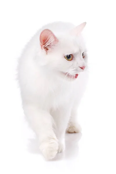 Een witte kat gaat naar de camera. Geïsoleerd op een witte backgrou — Stockfoto