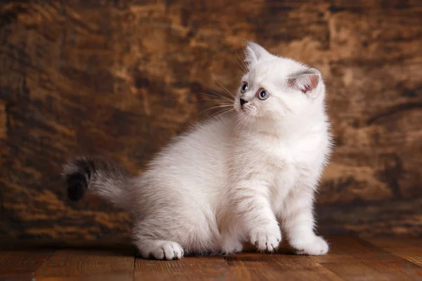 Σκωτσέζικη ευθεία κρέμα γάτας χρώμα. Σκωτσέζικο καθαρόαιμο γατάκι — Φωτογραφία Αρχείου