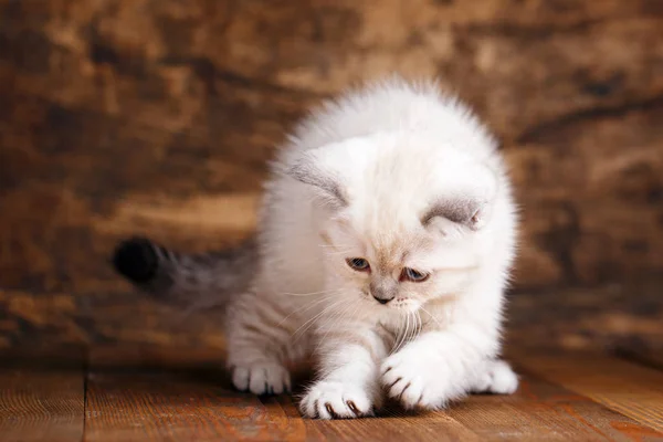 Szkocki prosty kot krem kolor. Piękny puszysty kotek — Zdjęcie stockowe