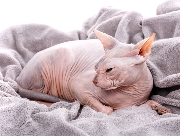 Animal, cat and sphinx concept - bald sphinx cat on white,