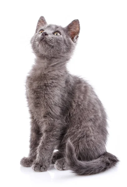 Fluffy cat looks up. Isolated on a white background — Stock Photo, Image