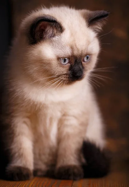 Escocês cor creme de gato reta. Um gato senta-se — Fotografia de Stock