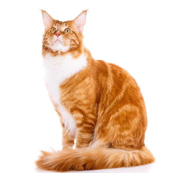 Tier, Katze, Haustier-Konzept - mainecoon — Stockfoto