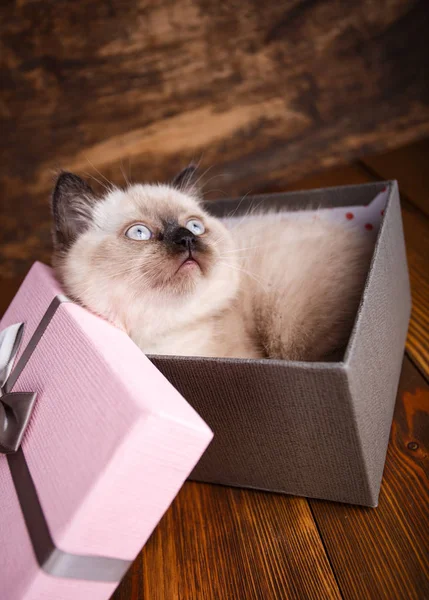 Schotse rechte kat crème kleur. Kitten is in de doos van de gift. — Stockfoto