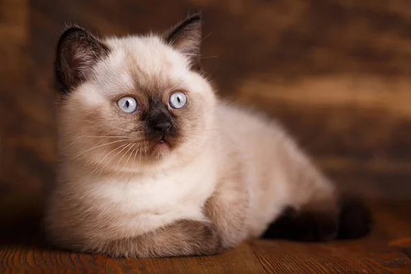 Σκωτσέζικη ευθεία κρέμα γάτας χρώμα. Μια χνουδωτή γάτα λέει ψέματα και κοιτάζει προς τα δεξιά — Φωτογραφία Αρχείου