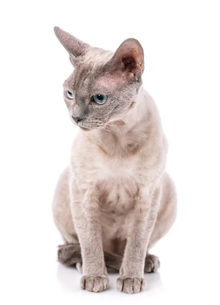 Rasse devon-rex Katze sitzt auf einem weißen — Stockfoto