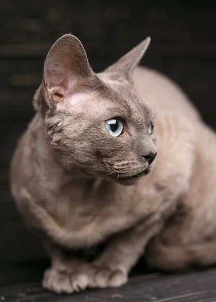 Leżąc Devon Rex kot. — Zdjęcie stockowe