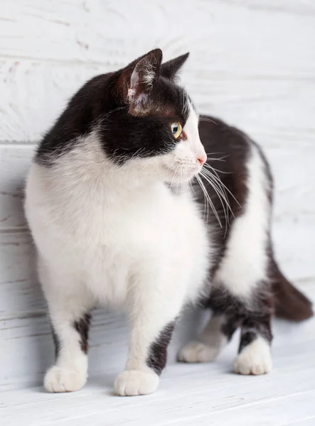 Gato sin raza. Un simple gato gris en — Foto de Stock