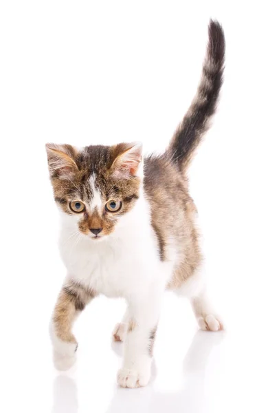 The cat goes to the camera lifting the tail. The kitten looks do — Stock Photo, Image