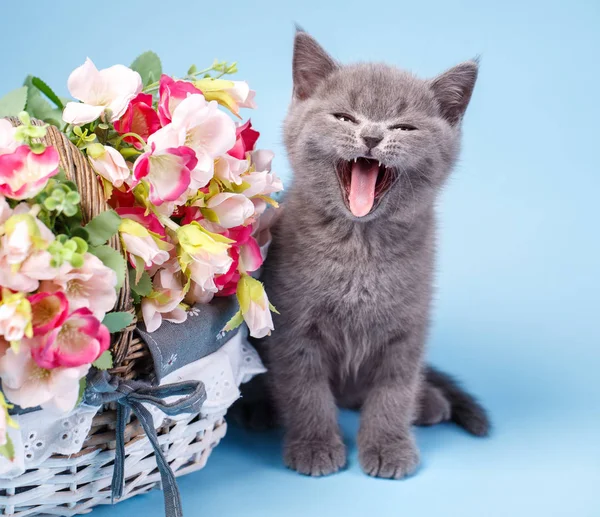 The cat sits next to a basket with flowers — Stock Photo, Image