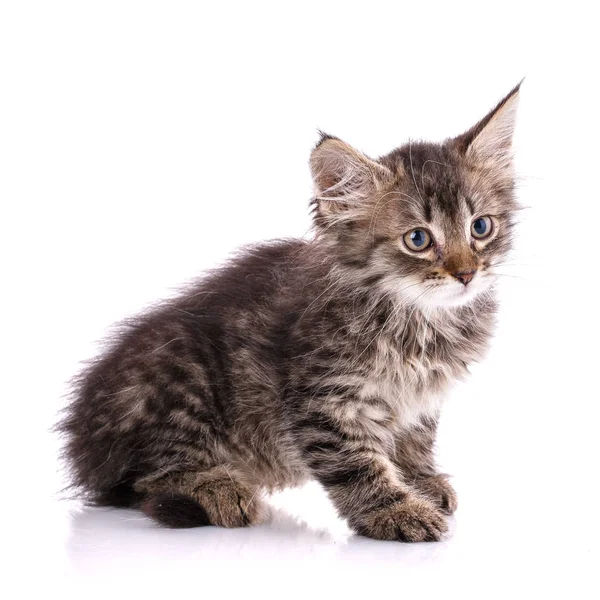 Gattino a strisce con bocca bianca e nappe sulle orecchie. Isolato il — Foto Stock