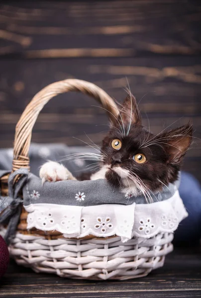 Un gatito en una cesta mira hacia arriba. Sobre un fondo negro — Foto de Stock