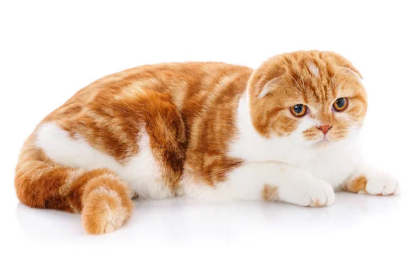 Ruiva bonito Scottish Fold gato deitado no fundo branco — Fotografia de Stock