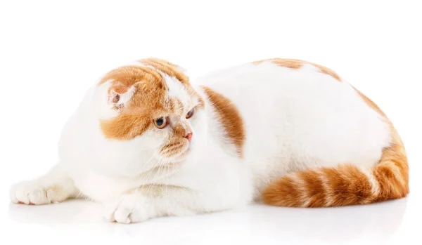 Portrait of scottish fold cat lying on light — Stock Photo, Image
