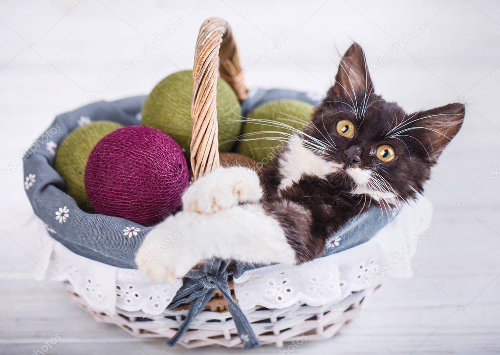 A playful, fluffy kitten in a basket with balls. Isolated on a w
