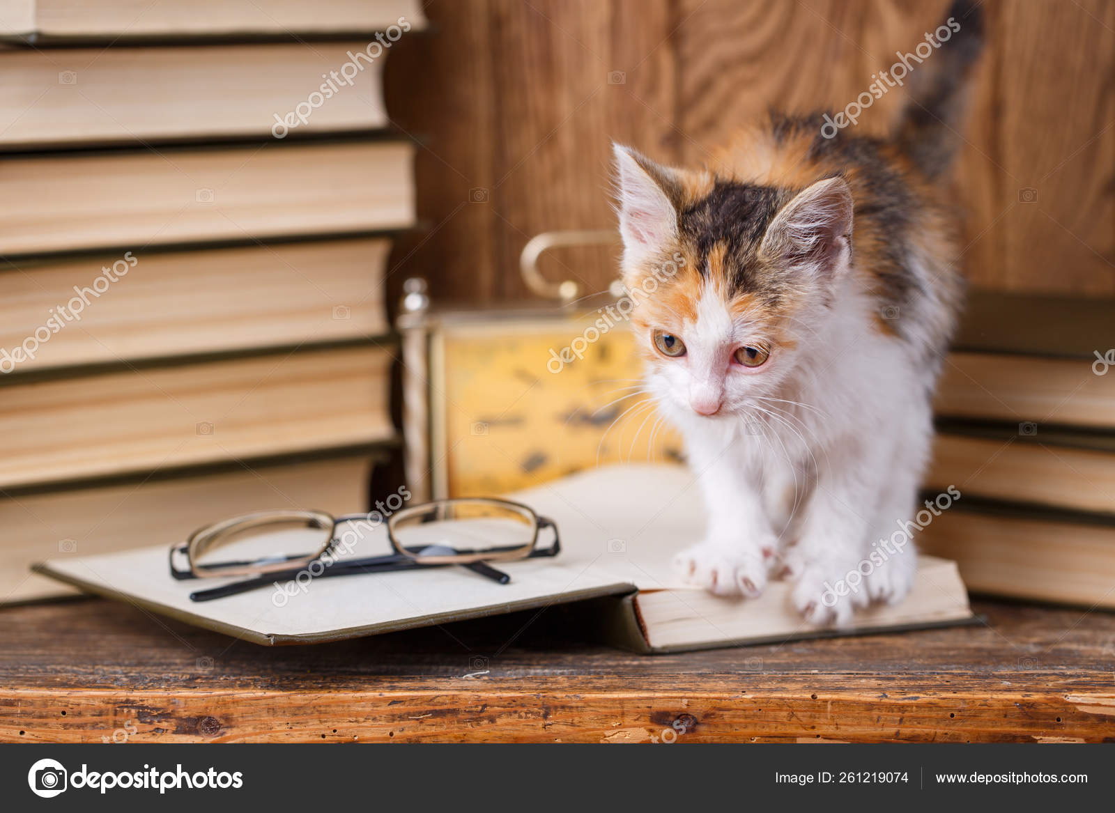 black white and orange kitten