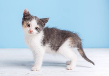 Kabarık, beyaz-gri bir kedi yavrusu masanın etrafında yürüyor, sağ t