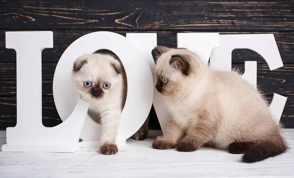 Chaton écossais droit et écossais. Kitty passe par la lettre. Saint Valentin . — Photo