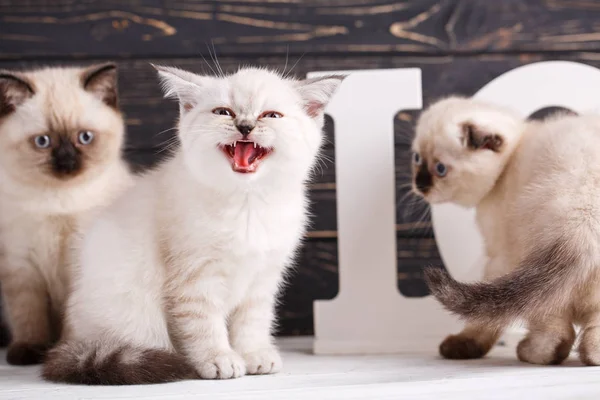 Scottish straight and scottish fold kittens. Three purebred kittens on a dark background