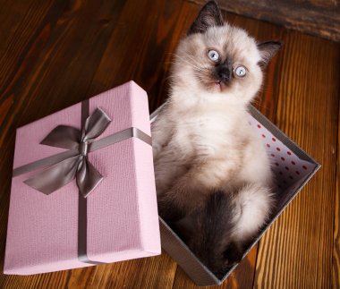 İskoç düz kedi krem irenk. Kedi yukarı bakar.