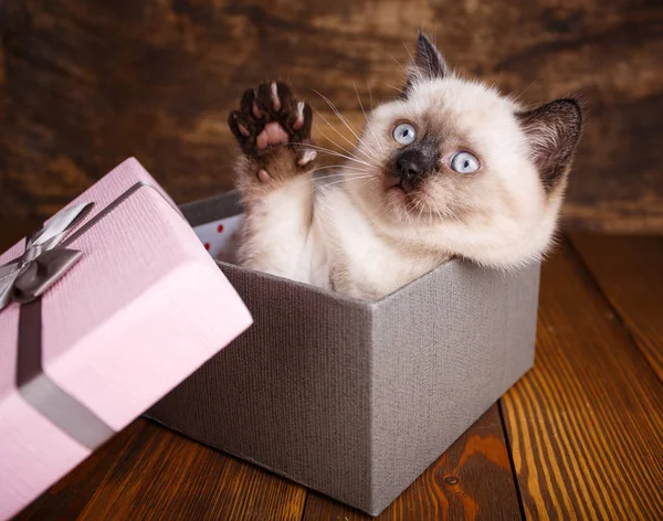 Schotse rechte kat crème kleur. Pluizig kitten speelt — Stockfoto