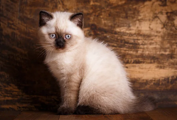 Escocês cor creme de gato reta. Um gato senta-se — Fotografia de Stock